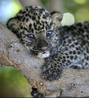 POKERSTAR
